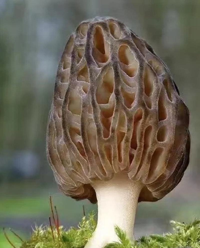 【新鲜羊肚菌】个大饱满肉质厚实坏菌包赔