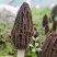 【新鲜羊肚菌】个大饱满肉质厚实坏菌包赔
