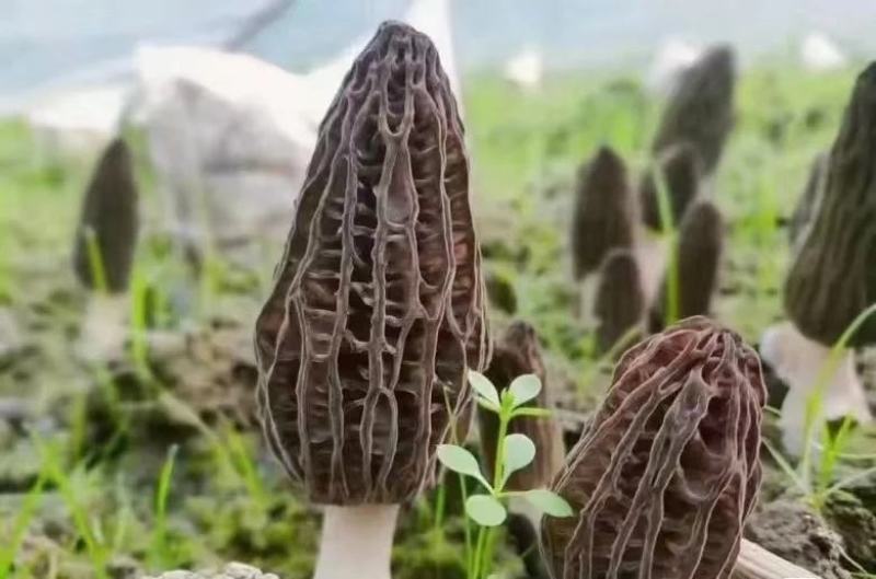 【新鲜羊肚菌】个大饱满肉质厚实坏菌包赔