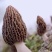 【新鲜羊肚菌】个大饱满肉质厚实坏菌包赔