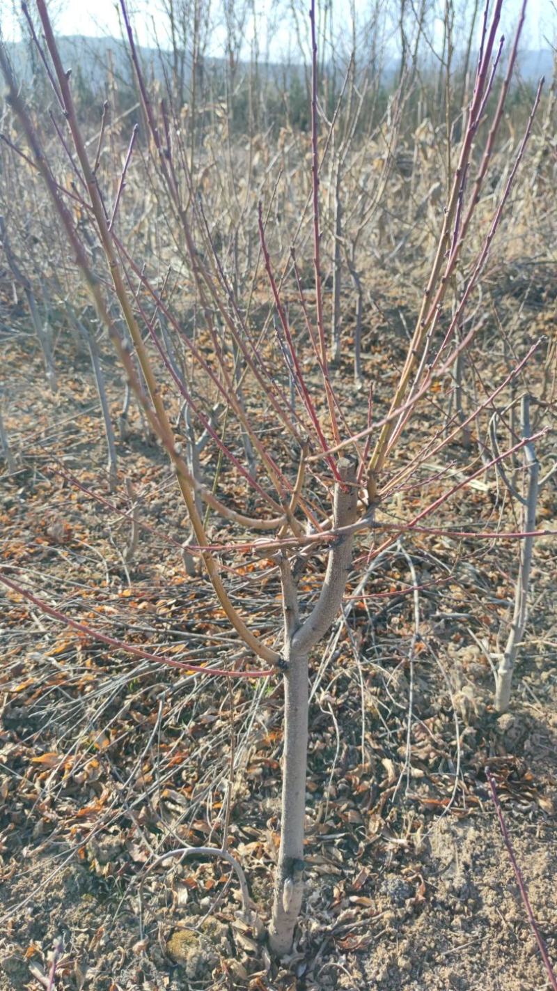 雪桃苗，山西雪桃苗，品种保证，基地直发，盆景雪桃树，冬桃
