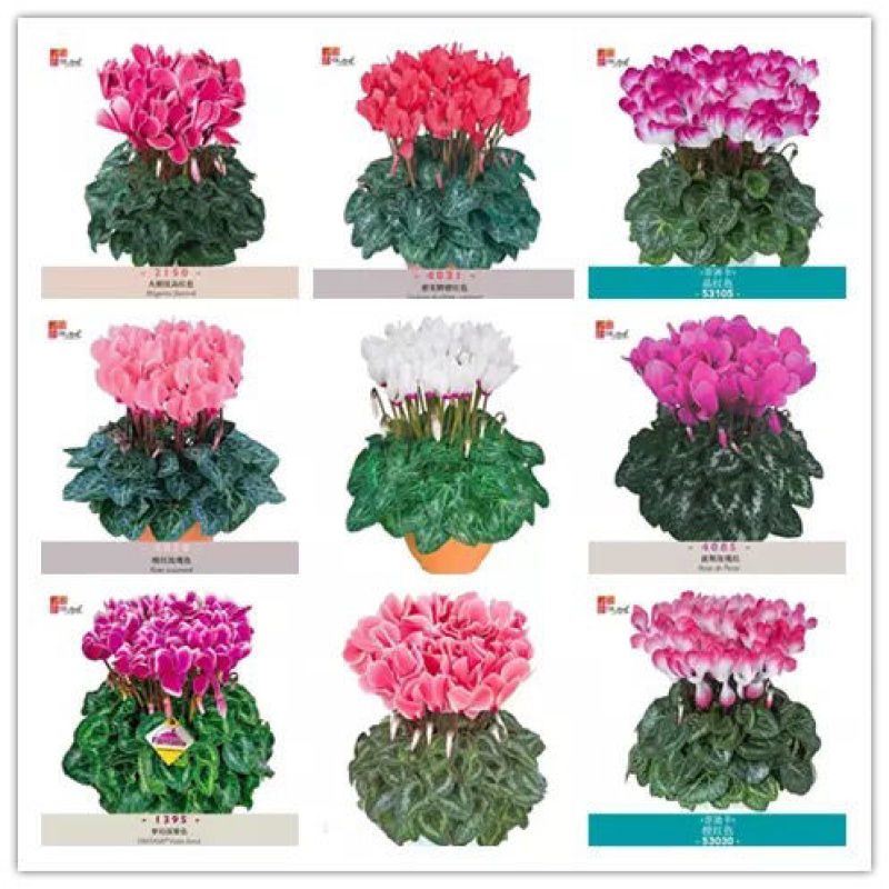 仙客来花苗绿植盆栽盆景花卉兔耳朵家居室内盆栽观花植物阳台
