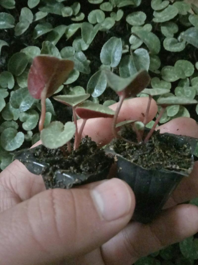 仙客来花苗绿植盆栽盆景花卉兔耳朵家居室内盆栽观花植物阳台