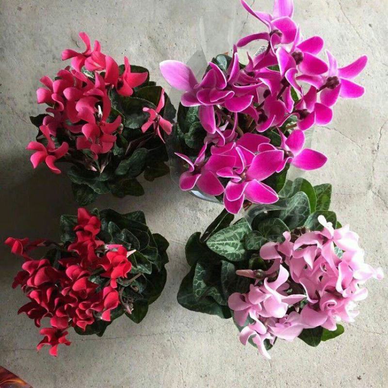 仙客来花苗绿植盆栽盆景花卉兔耳朵家居室内盆栽观花植物阳台