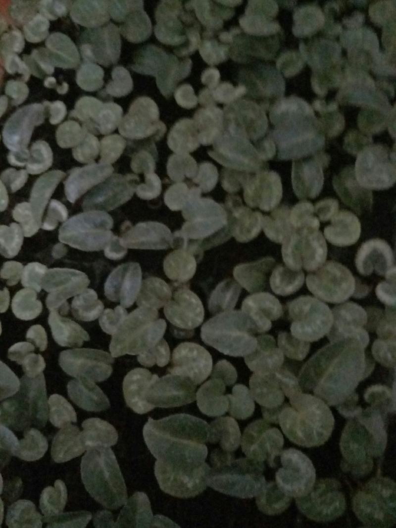仙客来花苗绿植盆栽盆景花卉兔耳朵家居室内盆栽观花植物阳台