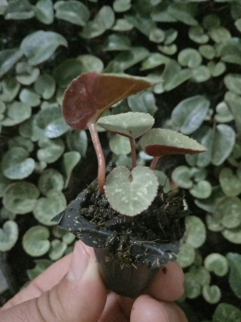 仙客来花苗绿植盆栽盆景花卉兔耳朵家居室内盆栽观花植物阳台
