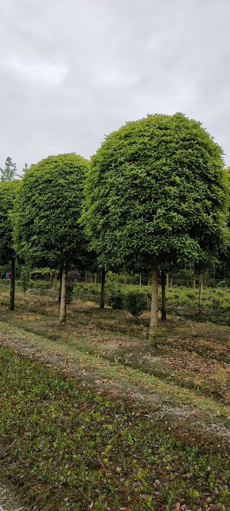 高杆桂花成都高干八月桂分枝1.5-1.8左右冠幅饱满密实