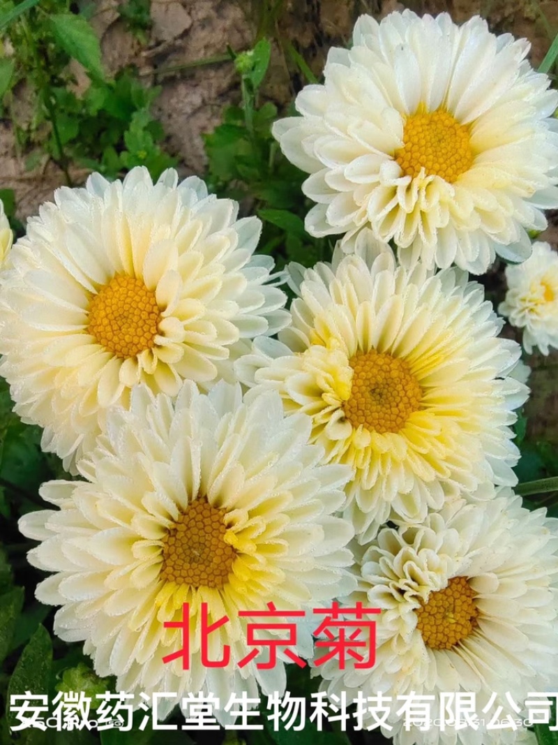 菊花苗.金丝皇菊苗，北京菊.婺源.大阪菊，包技术包回收
