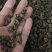猫爪草干货猫爪草中药材量大从优欢迎选购！