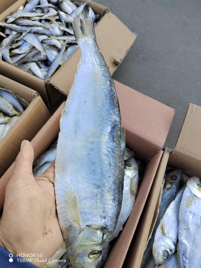 微咸白磷鱼沾化一手货源品质保证产地直发欢迎惠顾