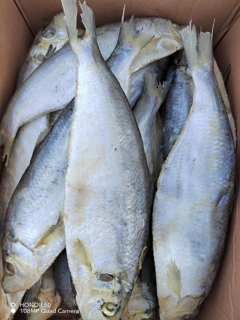 微咸白磷鱼沾化一手货源品质保证产地直发欢迎惠顾