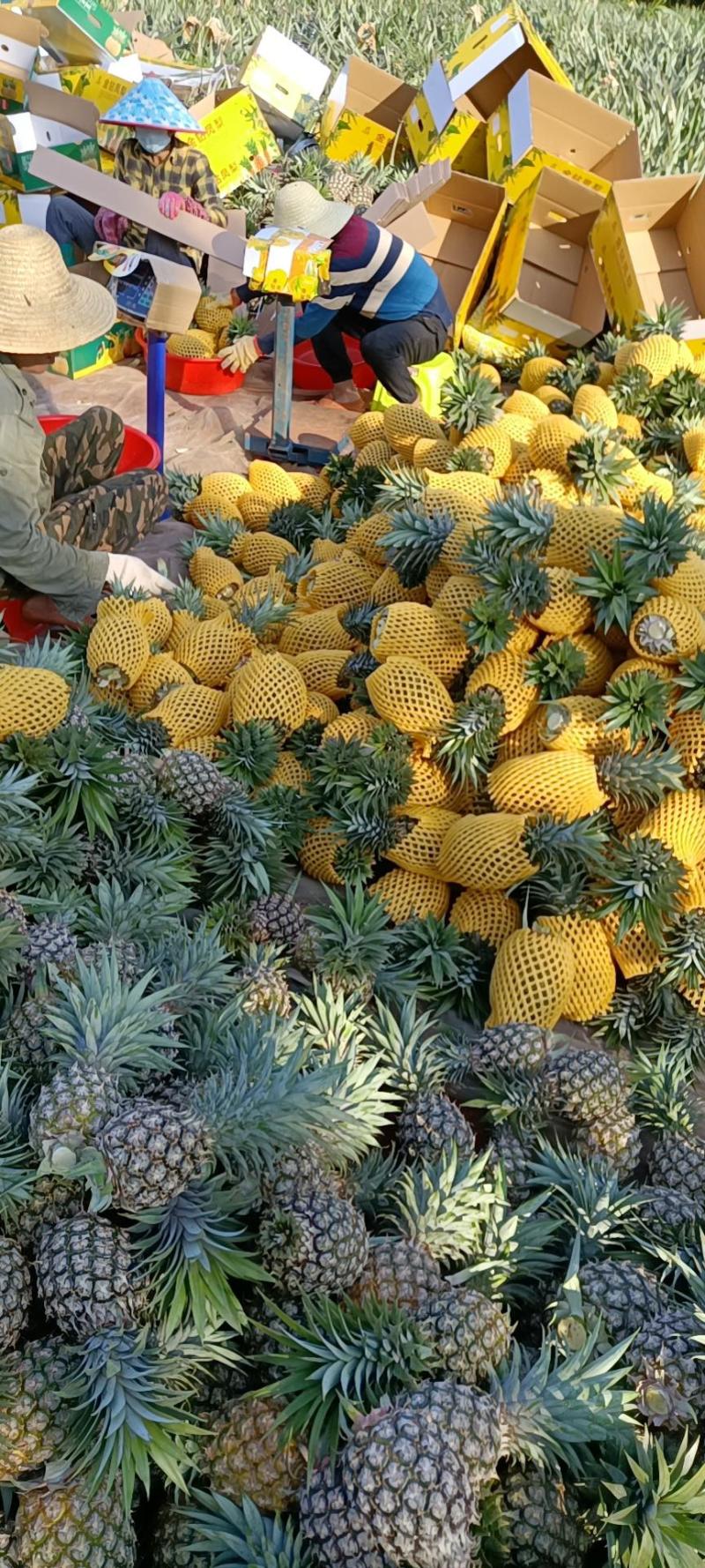 海南精品凤梨货源充足，质量保证，诚信经营，来电优惠