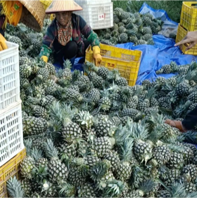 海南精品凤梨货源充足，质量保证，诚信经营，来电优惠