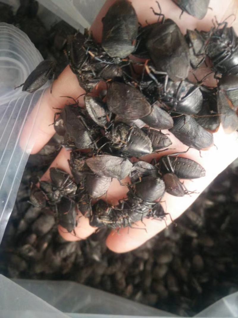 云南清水无油九香虫正品纯干货
