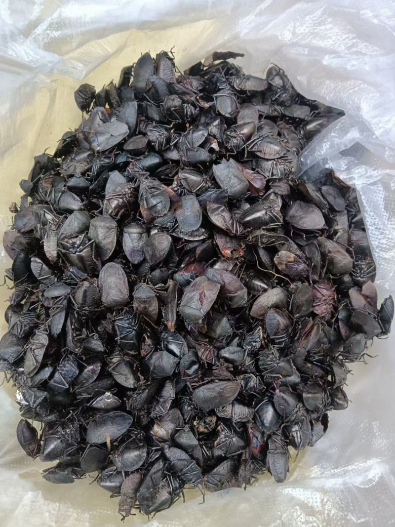 云南清水无油九香虫正品纯干货