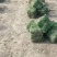 马尼拉草卷，草块，兰引三号，台湾草，大叶油草