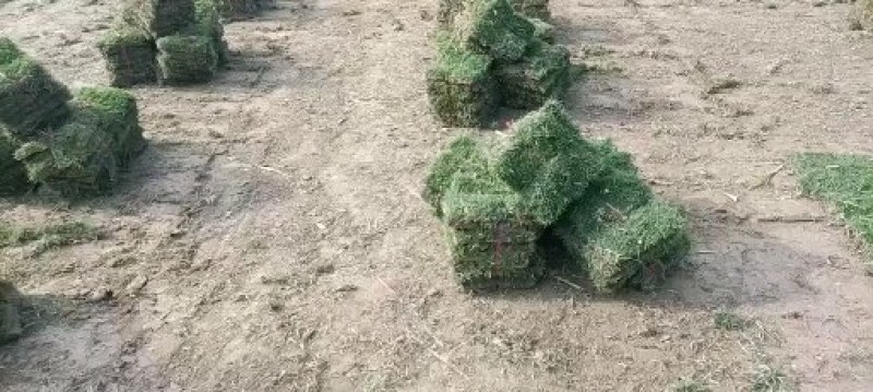 马尼拉草卷，草块，兰引三号，台湾草，大叶油草