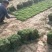 马尼拉草卷，草块，兰引三号，台湾草，大叶油草