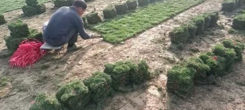 马尼拉草卷，草块，兰引三号，台湾草，大叶油草