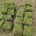 马尼拉草卷，草块，兰引三号，台湾草，大叶油草