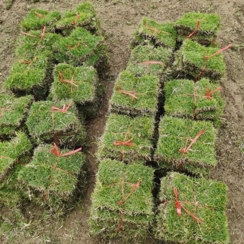 马尼拉草卷，草块，兰引三号，台湾草，大叶油草