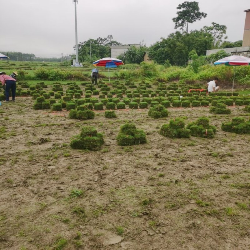 马尼拉草卷，草块，兰引三号，台湾草，大叶油草