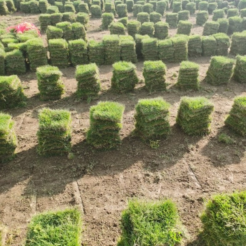 马尼拉草卷，草块，兰引三号，台湾草，大叶油草