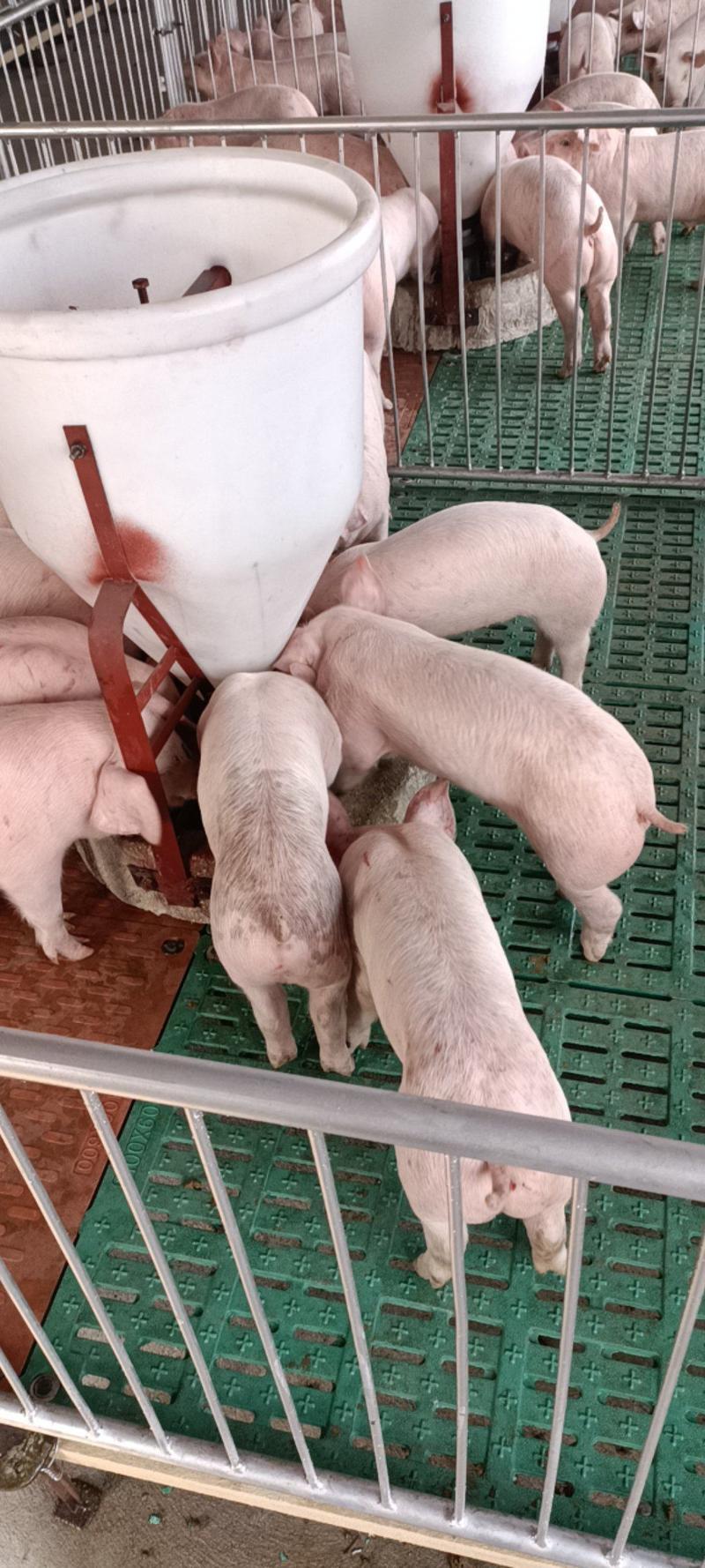 大型猪场出售优良三元仔猪，支持全国物流发货