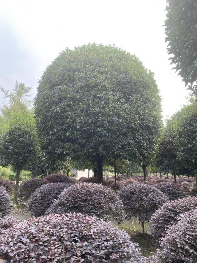 高杆桂花成都高干八月桂分枝1.5-1.8左右冠幅饱满密实