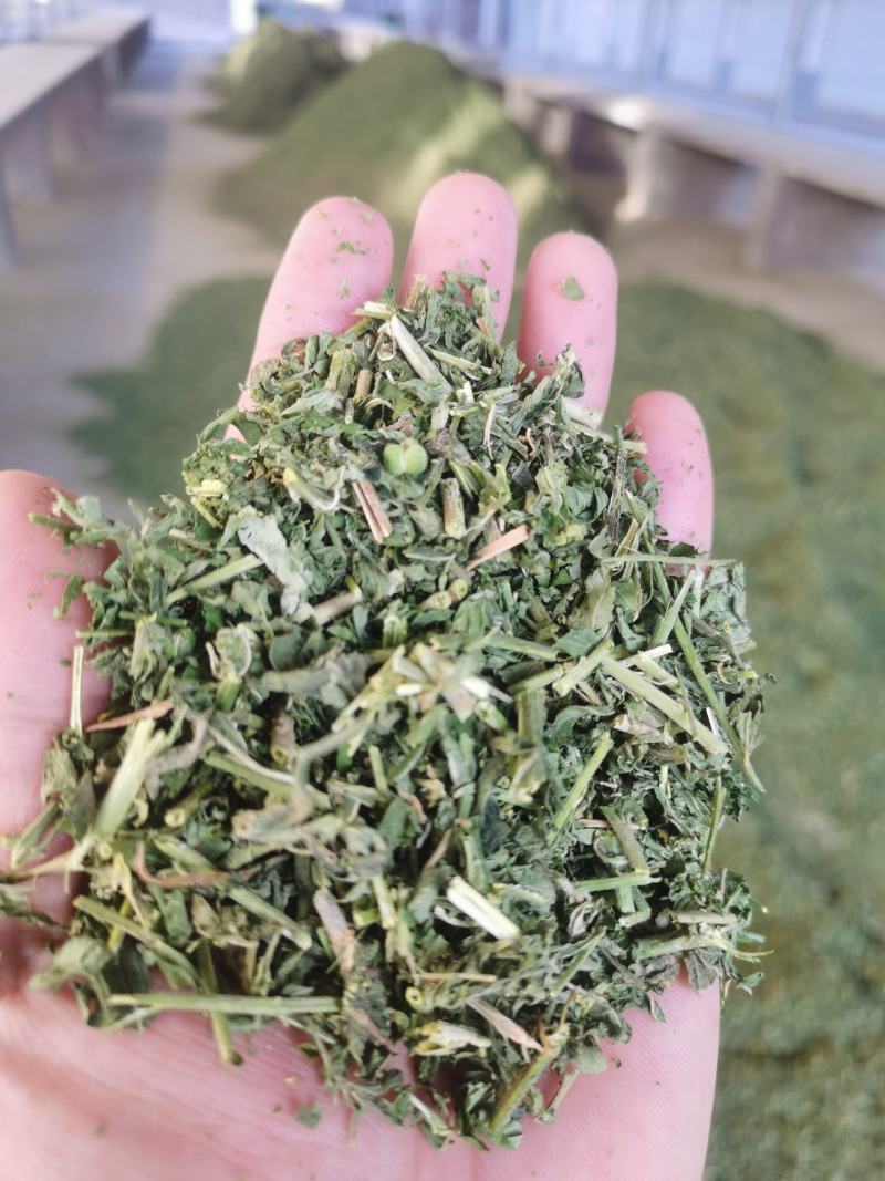 透骨草，颜色青刀工好过筛过沫，一手货源