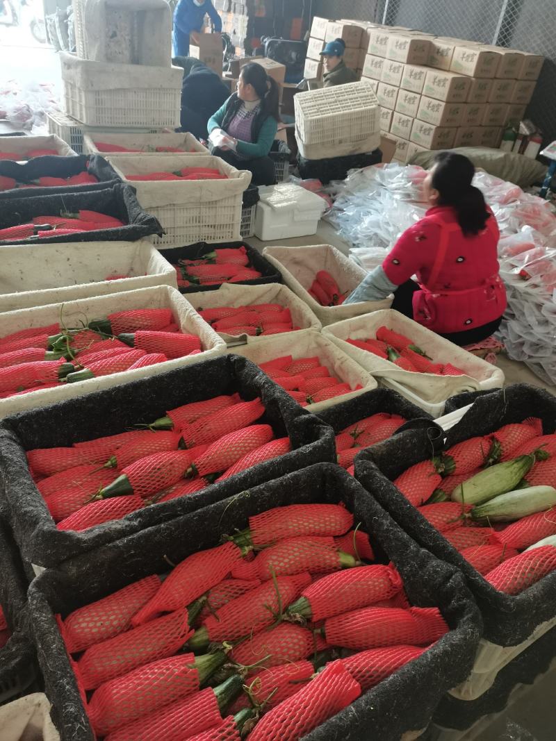 羊角蜜甜瓜，产地代发，对接电商，团购，超市，供应店