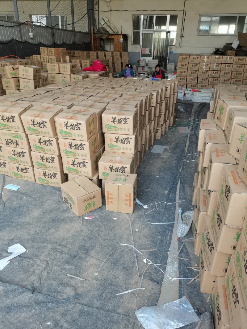 羊角蜜甜瓜，产地代发，对接电商，团购，超市，供应店