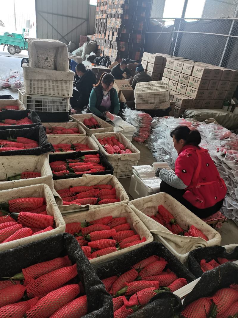 羊角蜜甜瓜，产地代发，对接电商，团购，超市，供应店