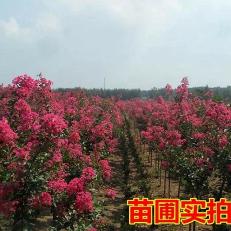 紫薇苗紫薇拆占地苗紫薇2至10公分低价出售苗视频看苗选苗