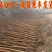 紫薇苗紫薇拆占地苗紫薇2至10公分低价出售苗视频看苗选苗