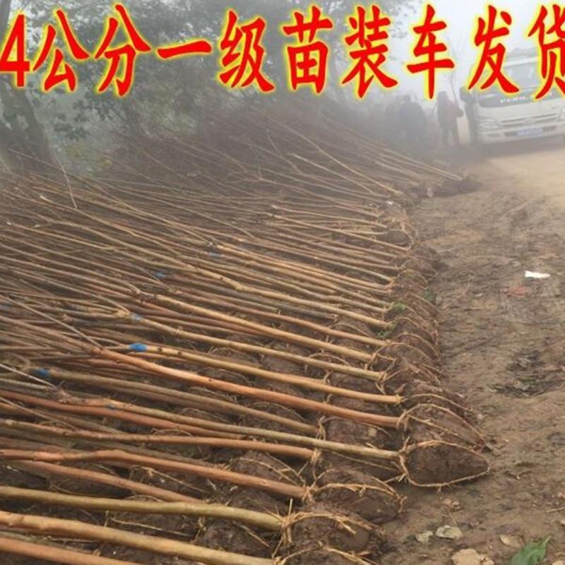 紫薇苗紫薇拆占地苗紫薇2至10公分低价出售苗视频看苗选苗