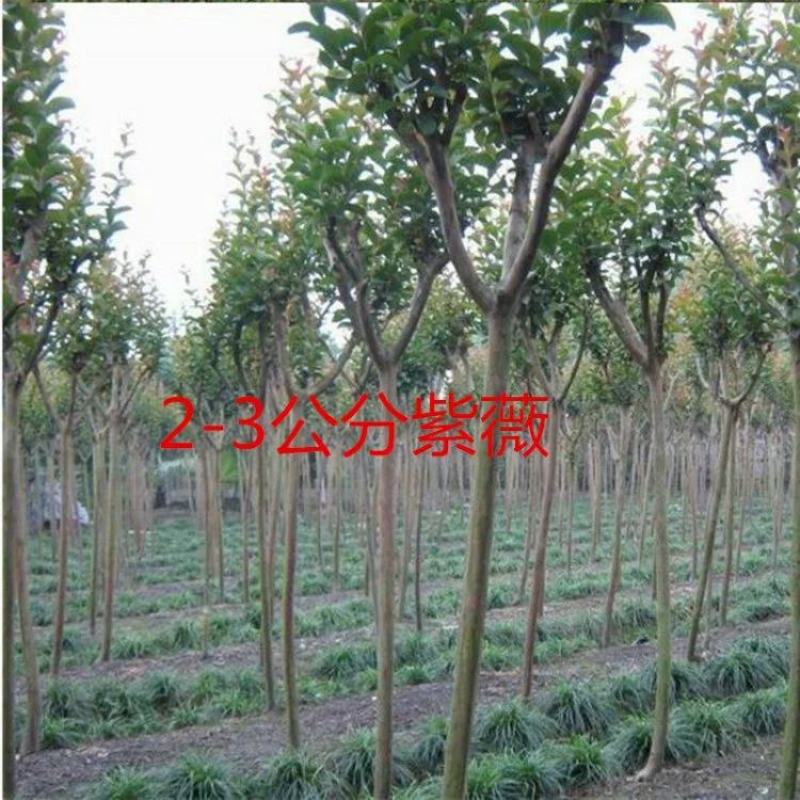 紫薇苗紫薇拆占地苗紫薇2至10公分低价出售苗视频看苗选苗
