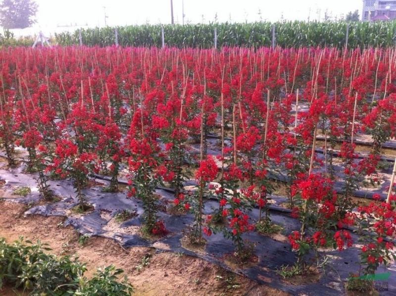 紫薇苗紫薇拆占地苗紫薇2至10公分低价出售苗视频看苗选苗