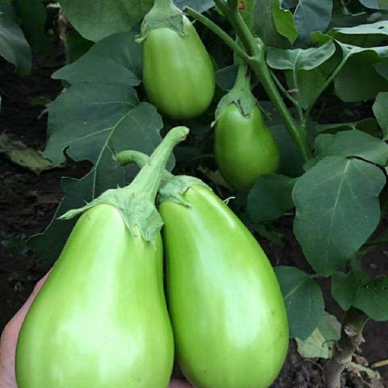 广东徐闻200亩大户种植现摘优质新鲜青茄，适合电商平台