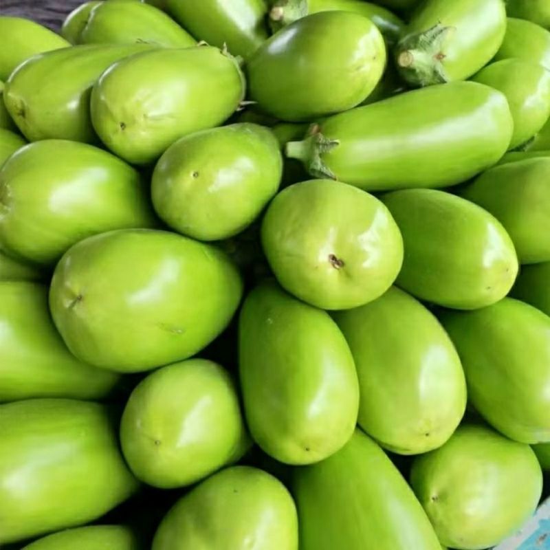 广东徐闻200亩大户种植现摘优质新鲜青茄，适合电商平台
