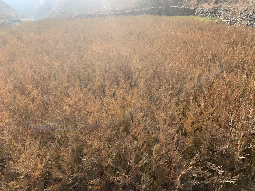 古侧柏林景观图