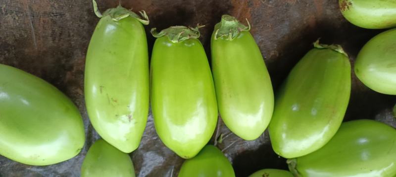 广东徐闻200亩大户种植现摘优质新鲜青茄，适合电商平台
