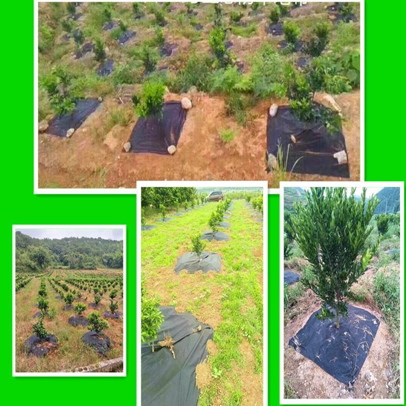 园艺地布果园防草布除草布耐用盖草布大棚果园