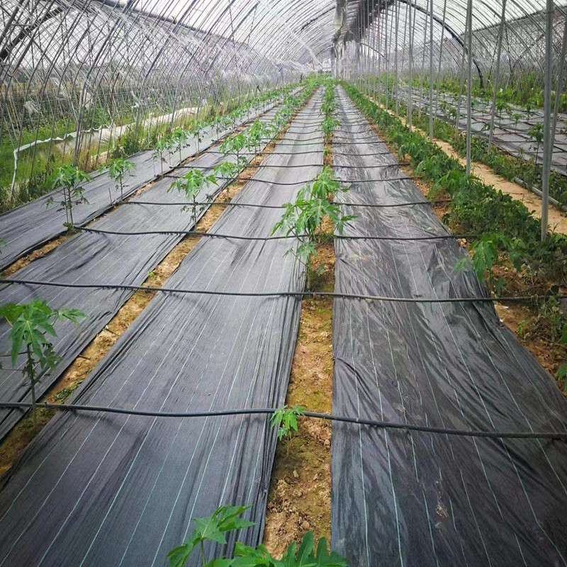 园艺地布果园防草布除草布耐用盖草布大棚果园