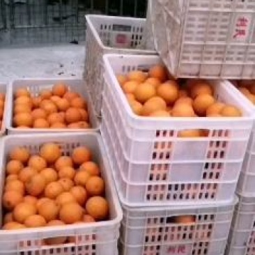 金堂三溪脐橙，口感纯甜，颜色火红，批发零售