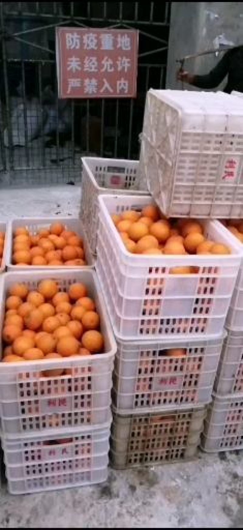 金堂三溪脐橙，口感纯甜，颜色火红，批发零售