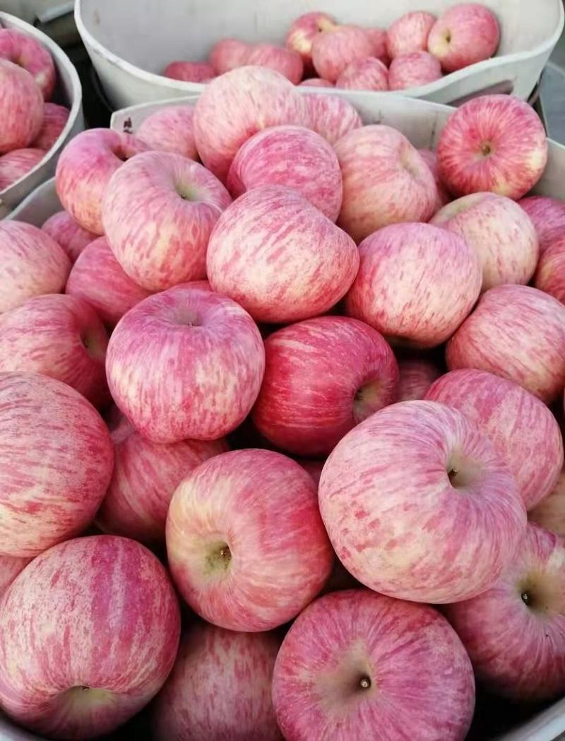 【精品】红富士苹果，火爆供应，商超品质，水分大皮薄脆又甜