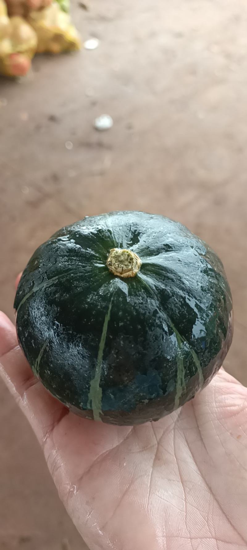 广东徐闻小贝贝，产地直供，物美价优，适合电商平台