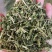 透骨草，颜色青刀工好过筛过沫，一手货源