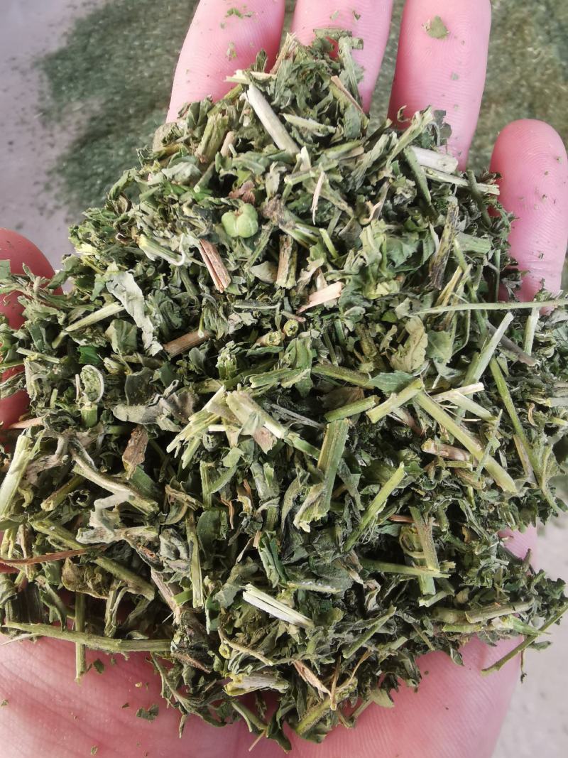 透骨草，颜色青刀工好过筛过沫，一手货源